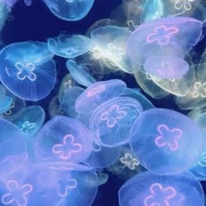 Meet your Posher, Daniella